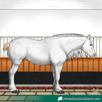 Horse Color:Brown Onyx Appaloosa 