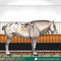 Horse Color:Brown Onyx Appaloosa 