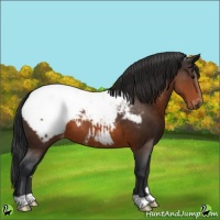 Horse Color:Brown Appaloosa