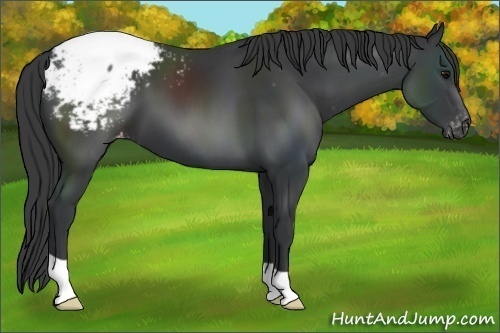 Horse Color:Black Appaloosa 