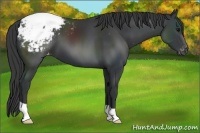 Horse Color:Black Appaloosa 