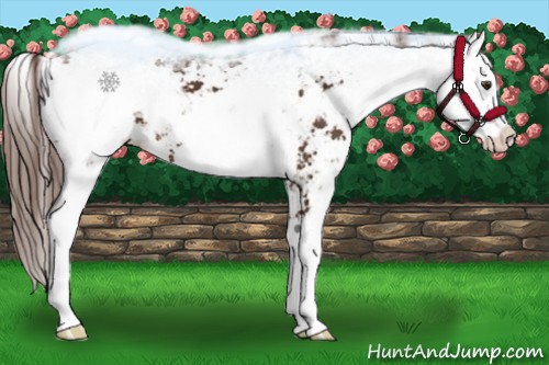 Horse Color:Liver Chestnut Sabino 