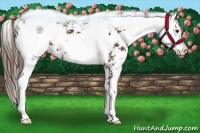 Horse Color:Liver Chestnut Sabino