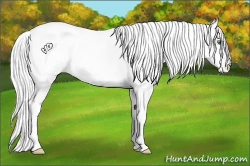 Horse Color:Silver Classic Cream Champagne Appaloosa