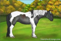 Horse Color:Black Tobiano