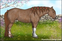 Horse Color:Chestnut  and Chestnut 
