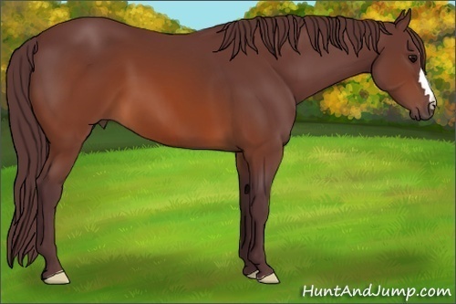 Horse Color:Chocolate Brown 