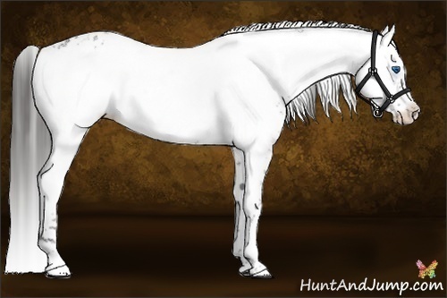 Horse Color:Liver Chestnut Frame 