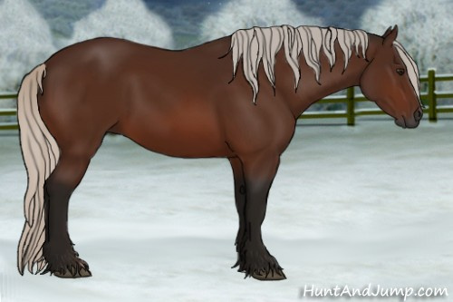 Horse Color:Gray Silver Bay 