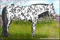 Horse Color:Black Appaloosa 