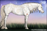 Horse Color:Perlino Appaloosa 