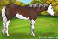 Horse Color:Silver Brown Splash 