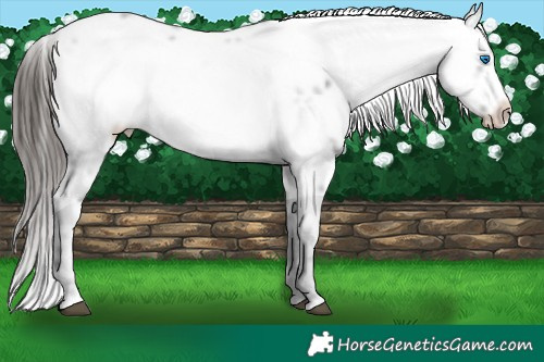 Horse Color:Liver Chestnut Frame 