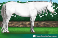 Horse Color:Liver Chestnut Frame 