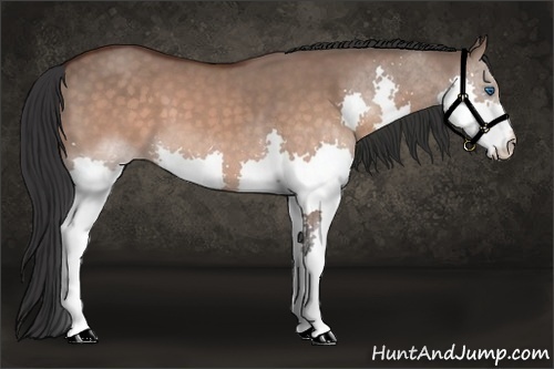 Horse Color:Brown Dun Splash 