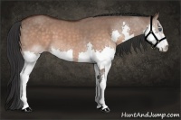 Horse Color:Brown Dun Splash 