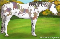 Horse Color:Nacre White Spotted Classic Champagne Sabino Splash