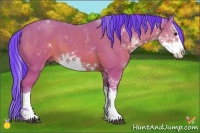 Horse Color:Watercolor Bay Sabino 