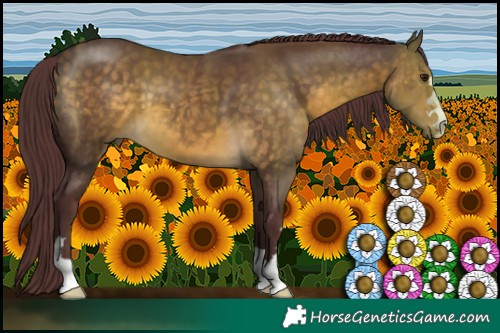 Horse Color:Chocolate Buckskin 