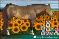 Horse Color:Chocolate Buckskin 