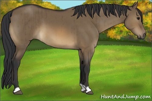 Horse Color:Brown Dun Brindle 