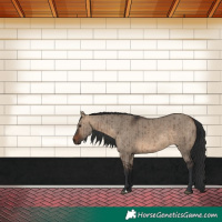 Horse Color:Brown Dun Brindle 