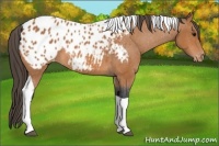 Horse Color:Bay Tobiano Appaloosa 