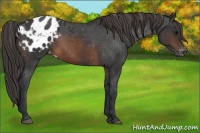 Horse Color:Brown Appaloosa 