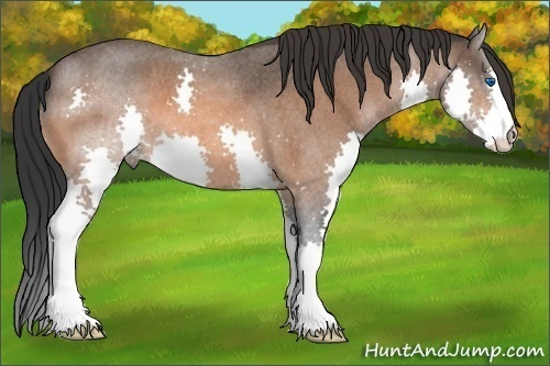 Horse Color:Bay Roan Splash