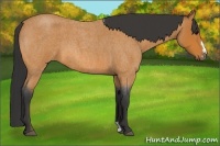 Horse Color:Bay Roan Frame