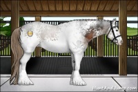 Horse Color:White Spotted Liver Chestnut 