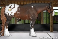 Horse Color:Liver Chestnut Sabino Blanket