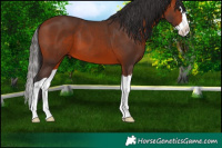 Horse Color:Brown Splash