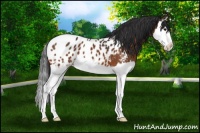 Horse Color:Bay Splash Appaloosa 