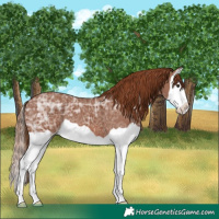 Horse Color:Chestnut Ice Splash 