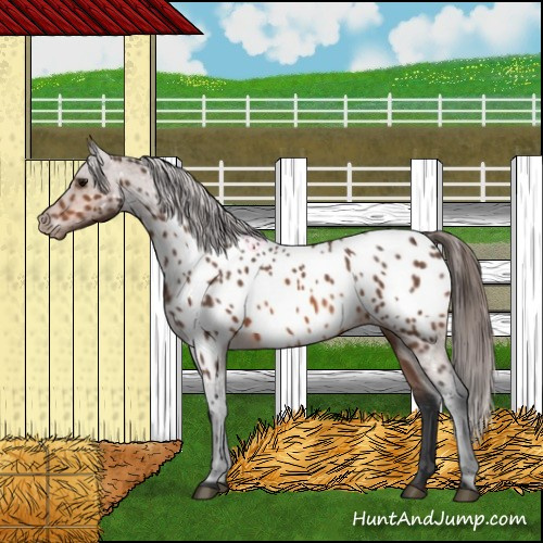Horse Color:Bay Appaloosa