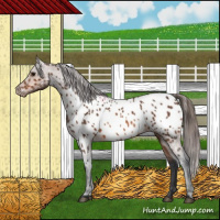 Horse Color:Bay Appaloosa