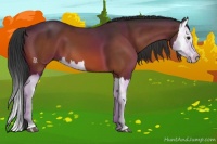 Horse Color:Brown Splash