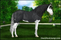 Horse Color:Black Splash