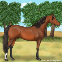 Horse Color:Bay 
