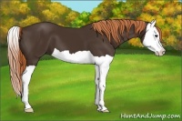 Horse Color:Liver Chestnut Splash