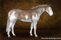 Horse Color:Liver Chestnut Splash 