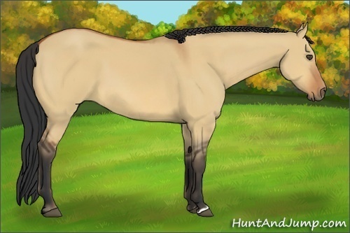 Horse Color:Bay Dun