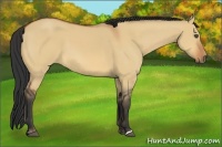 Horse Color:Bay Dun