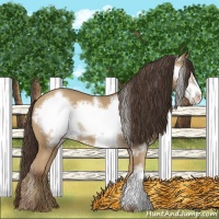 Horse Color:Amber Champagne Frame 