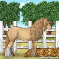 Horse Color:Gold Champagne
