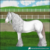 Horse Color:Chestnut Near Leopard 