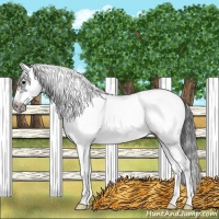 Horse Color:White Spotted Black Splash Frame Appaloosa
