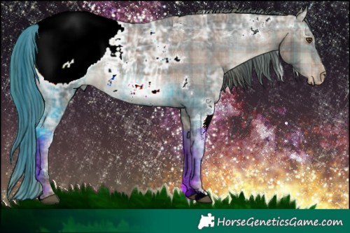 Horse Color:Plaid  White Spotted Brown Ice Appaloosa 