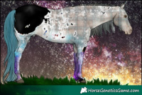 Horse Color:Plaid  White Spotted Brown Ice Appaloosa 